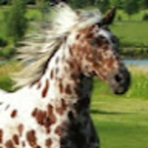 misappaloosa